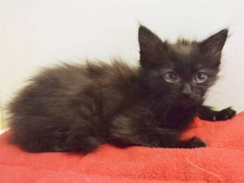 Rescue Domestic Medium Hair Cats for Adoption in Sacramento, California - SATO | PetCurious