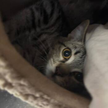 Lily -  Domestic Short Hair Cat for Adoption in Spokane, Washington - Lily | PetCurious