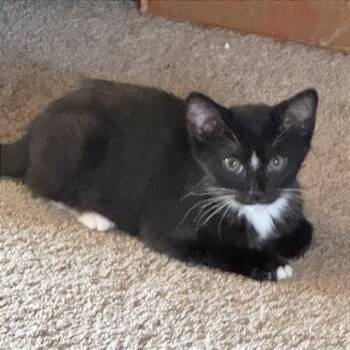 Bandit -  Domestic Short Hair Cat for Adoption in Pleasant Hill, California - Bandit | PetCurious