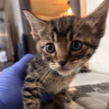 Domestic Short Hair Cats Available for Adoption in Belleville, Illinois - Clucky | PetCurious