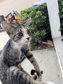 SAKURA -  Domestic Short Hair Cat for Adoption in Palmetto, Florida - SAKURA | PetCurious