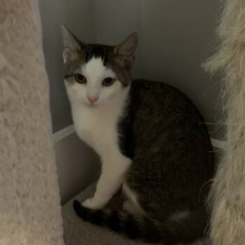 Rescue Domestic Short Hair Cats for Adoption in Brownsboro, Alabama - Victoria | PetCurious