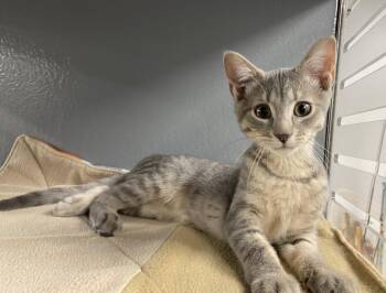 Falcon (FCID# 4/29/2026 - 39 West Chester PS) C -  Tabby Cat for Adoption in Greenville, Delaware - Falcon (FCID# 4/29/2026 - 39 West Chester PS) C | PetCurious