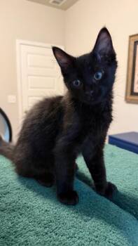 Motley Crew -  Domestic Short Hair Cat Available for Adoption in Cumming, Georgia - Motley Crew | PetCurious
