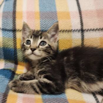 BIRCH -  Domestic Short Hair Cat for Adoption in Graham, Washington - BIRCH | PetCurious