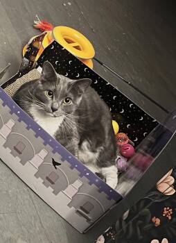 Muffin -  Domestic Short Hair Cat for Adoption in Charlotte, North Carolina - Muffin | PetCurious