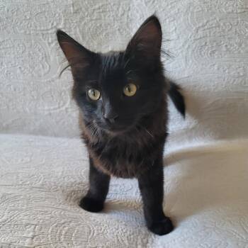 Domestic Short Hair Cats Available for Adoption - Huckleberry | PetCurious