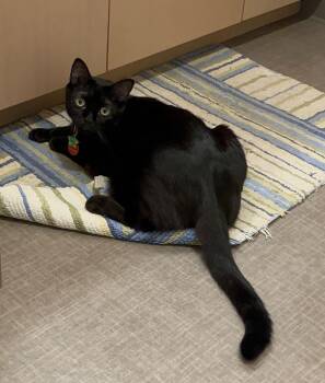 Domestic Short Hair Cats Available for Adoption - CHURCH #1765A - Young Adult Male | PetCurious