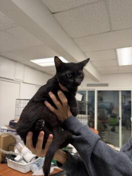 William -  Domestic Short Hair Cat for Adoption in Ontario, California - William | PetCurious