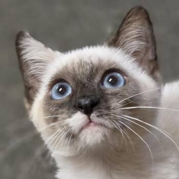 Melody -  Snowshoe Cat for Adoption in Liverpool, Texas - Melody | PetCurious