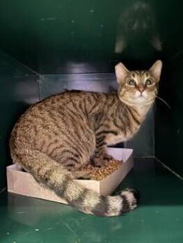 Caramelo -  Domestic Short Hair Cat for Adoption in El Paso, Texas - Caramelo | PetCurious