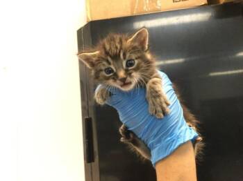 Domestic Short Hair Cats Available for Adoption - A1909842 | PetCurious