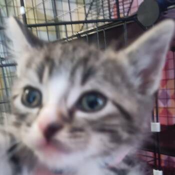 Mittens -  Domestic Short Hair Cat for Adoption in Marion, Illinois - Mittens | PetCurious