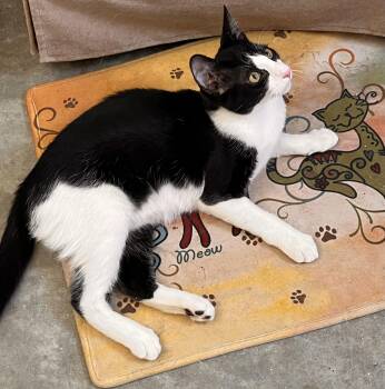 Rescue Domestic Short Hair and Tuxedo Cats for Adoption in Prescott, Arizona - Penelope, Starsky And Hutch (1 Female, Two Males) | PetCurious