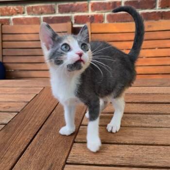 Melania -  Domestic Short Hair Cat for Adoption in Wrightstown, New Jersey - Melania | PetCurious