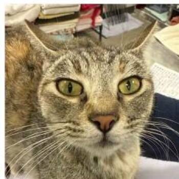 Domestic Short Hair Cats Available for Adoption in Albuquerque, New Mexico - QUEENIE | PetCurious