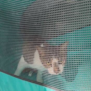 Cloe -  Domestic Short Hair Cat for Adoption in Greensboro, North Carolina - Cloe | PetCurious