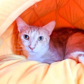 Percival -  Domestic Short Hair Cat for Adoption in Webster Groves, Missouri - Percival | PetCurious