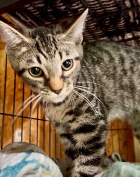 Denali -  Domestic Short Hair Cat for Adoption in Cromwell, Kentucky - Denali | PetCurious
