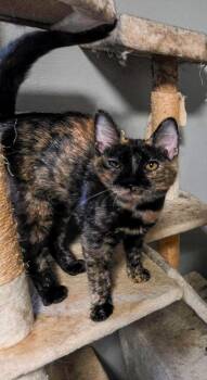 Nutmeg -  Domestic Short Hair Cat for Adoption in Pittsburgh, Pennsylvania - Nutmeg | PetCurious