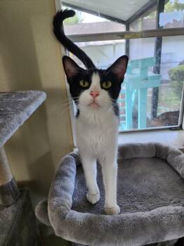 Domestic Short Hair Cats Available for Adoption - Jane | PetCurious