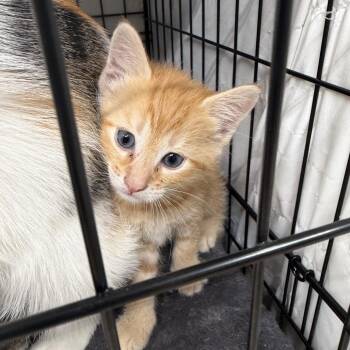 Wilbur -  Domestic Short Hair Cat for Adoption in Gainesville, Florida - Wilbur | PetCurious