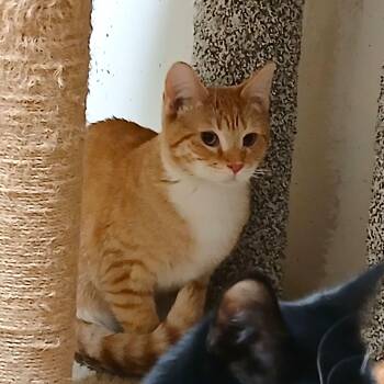 Domestic Short Hair Cats Available for Adoption - Yahtzee | PetCurious