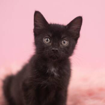 Titan -  Domestic Short Hair Cat for Adoption in St. Augustine, Florida - Titan | PetCurious