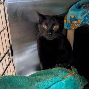 Bombay Cats Available for Adoption in Portland, Oregon - Wren | PetCurious
