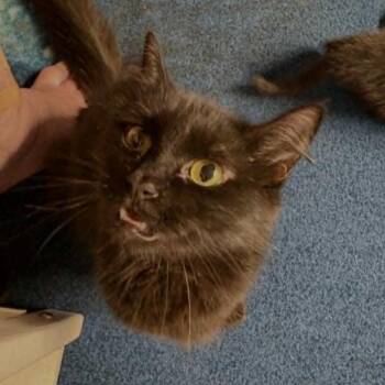 Pyrrha -  Domestic Long Hair Cat for Adoption in Fairway, Kansas - Pyrrha | PetCurious