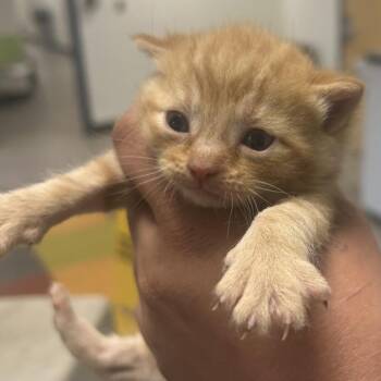 Lemon -  Domestic Short Hair Cat for Adoption in Philadelphia, Pennsylvania - Lemon | PetCurious