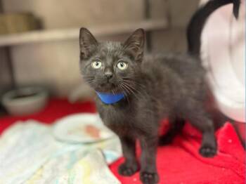LLOYD -  Domestic Short Hair Cat for Adoption in Fort Wayne, Indiana - LLOYD | PetCurious