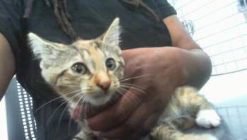 A1268036 -  Domestic Medium Hair Cat for Adoption in Charlotte, North Carolina - A1268036 | PetCurious