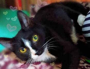 Rescue Domestic Short Hair Cats for Adoption in Saginaw, Michigan - Wynona | PetCurious