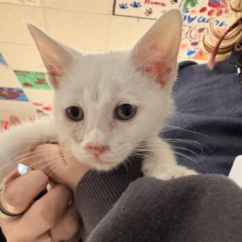 Hernan Catez -  Domestic Short Hair Cat for Adoption in Indianapolis, Indiana - Hernan Catez | PetCurious