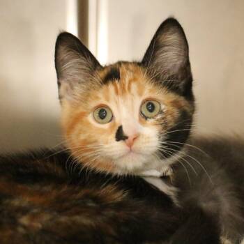 Offside -  Domestic Short Hair Cat for Adoption in Los Angeles, California - Offside | PetCurious