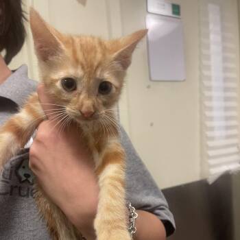 Whatchamacallit -  Domestic Short Hair Cat for Adoption in Chicago, Illinois - Whatchamacallit | PetCurious