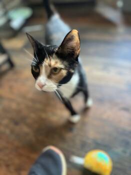 Vivienne -  Calico Cat for Adoption in Holly Springs, Georgia - Vivienne | PetCurious