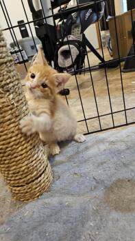 Rescue Domestic Short Hair Cats for Adoption in Albany, Wisconsin - Firefly | PetCurious