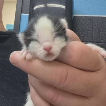 Domestic Short Hair Cats Available for Adoption in Ardmore, Oklahoma - Tilly | PetCurious