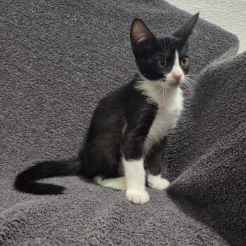 Empire -  Domestic Short Hair Cat for Adoption in Brea, California - Empire | PetCurious