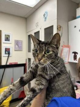 Abby -  Domestic Short Hair Cat for Adoption in Palm Coast, Florida - Abby | PetCurious