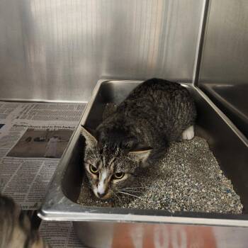 Possum -  Domestic Short Hair Cat for Adoption in Brockton, Massachusetts - Possum | PetCurious
