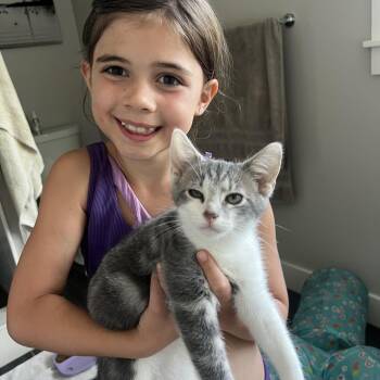 Crave Case -  Domestic Short Hair Cat for Adoption in Hopkinton, Massachusetts - Crave Case | PetCurious