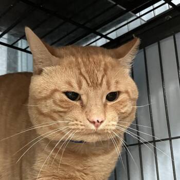 Bear -  Domestic Short Hair Cat for Adoption in Lakeland, Florida - Bear | PetCurious
