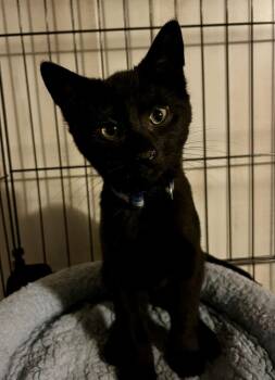 Pistachio (BONDED PAIR) -  Domestic Short Hair Cat for Adoption in Bolton, Connecticut - Pistachio (BONDED PAIR) | PetCurious