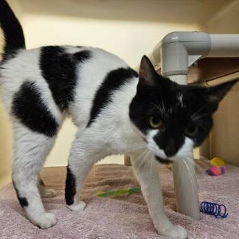 Sheila -  Domestic Short Hair Cat for Adoption in Harrisonburg, Virginia - Sheila | PetCurious