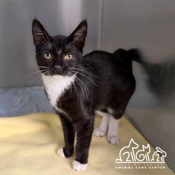 WASABI -  Domestic Short Hair Cat for Adoption in Irvine, California - WASABI | PetCurious