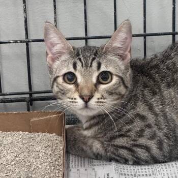 Little Daytona -  Domestic Short Hair Cat for Adoption in Inwood, West Virginia - Little Daytona | PetCurious