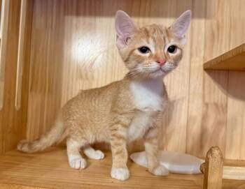 ROBYN -  Tabby Cat for Adoption in Capshaw, Alabama - ROBYN | PetCurious